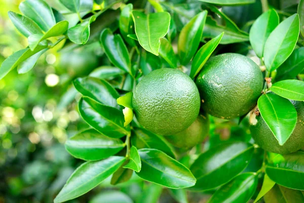Fruta Lima Verde Fresca Colgando Rama Jardín Lima Concepto Comida — Foto de Stock