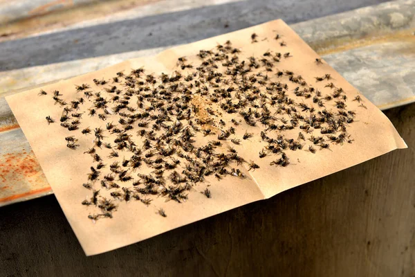 파리의 파리들 말레이시아를 아시아 들에서 곤충을 모으는 인기있는 — 스톡 사진
