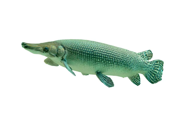 Alligator Gar Geïsoleerd Witte Achtergrond Knippad Opgenomen — Stockfoto