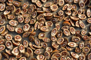 Betel Nut veya Areca Nut arkaplanı, seçici odak.