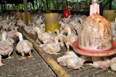 Tavuk çiftliğinde tavuk, seçici odak.