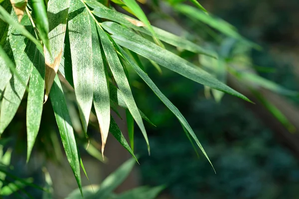 Primer Plano Hojas Bambú Verde Jardín Medio Ambiente Ecológico Verde —  Fotos de Stock