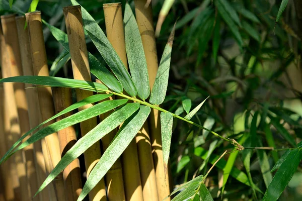 Gros Plan Feuilles Bambou Vert Dans Jardin Environnement Écologique Vert — Photo