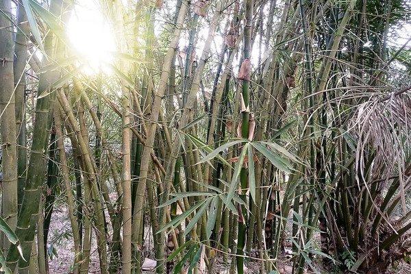 Gros Plan Feuilles Bambou Vert Dans Jardin Environnement Écologique Vert — Photo