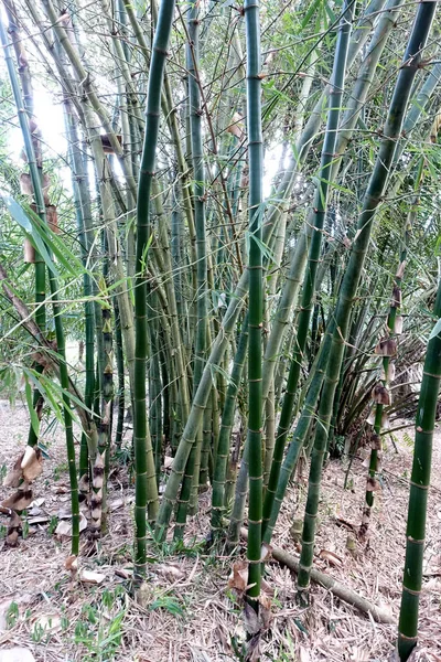 庭に緑の竹の葉の閉鎖 緑の生態環境 — ストック写真