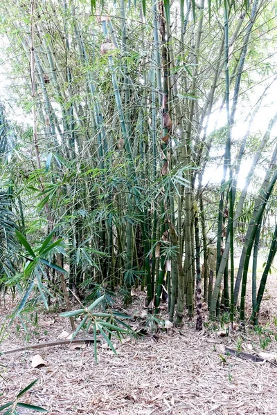 Detailní Záběr Zelených Bambusových Listů Zahradě Zelené Ekologické Prostředí — Stock fotografie