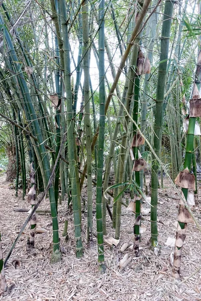 Крупный План Зеленых Листьев Бамбука Саду Зеленая Экологическая Среда — стоковое фото