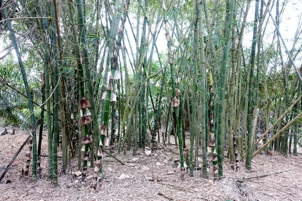 Closeup Green Bamboo Leaves Garden Green Ecological Environment — Stock Photo, Image
