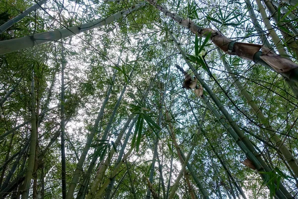 Closeup Green Bamboo Leaves Garden Green Ecological Environment — Stock Photo, Image