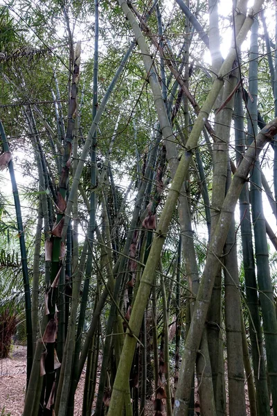 Primer Plano Hojas Bambú Verde Jardín Medio Ambiente Ecológico Verde —  Fotos de Stock