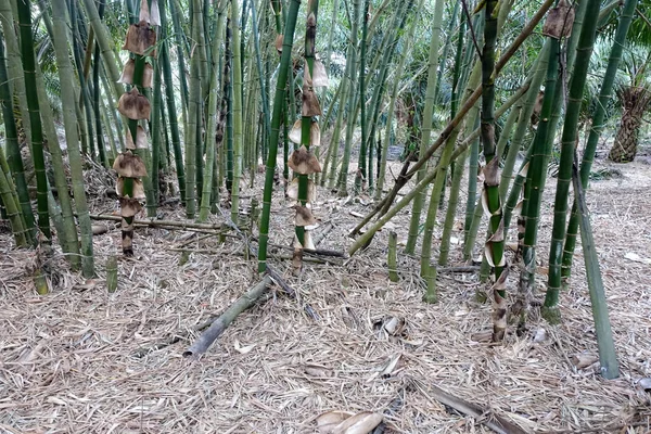 Bahçedeki Yeşil Bambu Yapraklarına Yakın Çekim Yeşil Ekolojik Çevre — Stok fotoğraf
