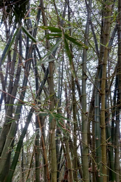 Closeup Folhas Bambu Verde Jardim Ambiente Ecológico Verde — Fotografia de Stock