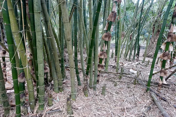 Closeup Green Bamboo Leaves Garden Green Ecological Environment — Stock Photo, Image