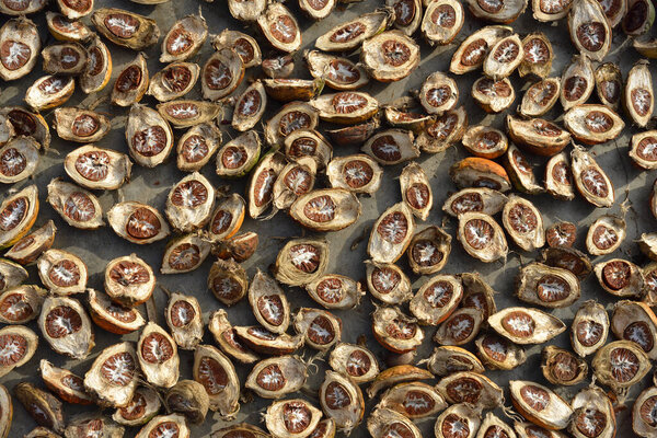 Betel Nut or Areca Nut background, selective focus.