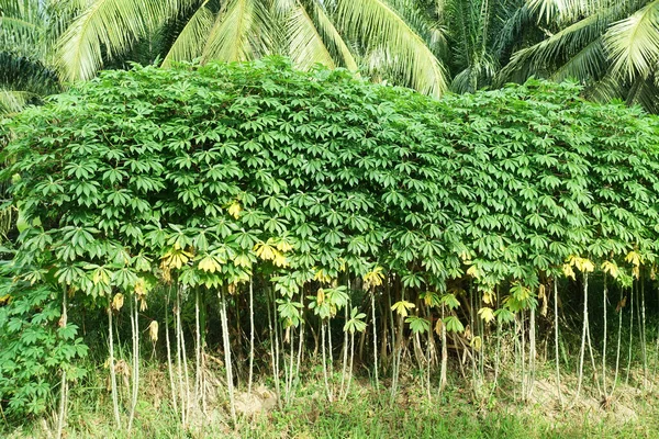 キャッサバ植物の葉 キャッサバは米とトウモロコシに次いで熱帯で3番目に大きな食物炭水化物源である — ストック写真