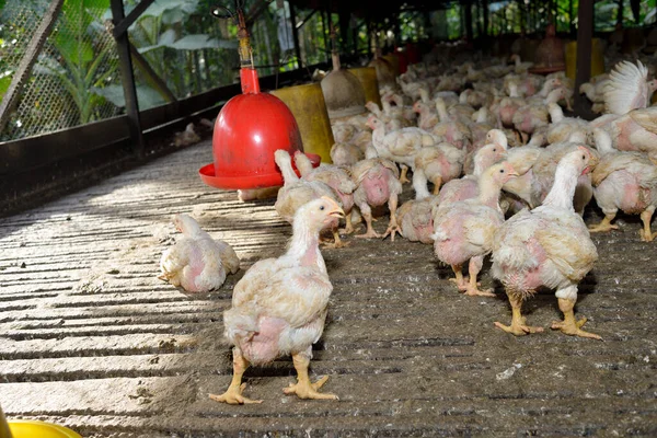 Pollo Negli Allevamenti Avicoli Attenzione Selettiva — Foto Stock