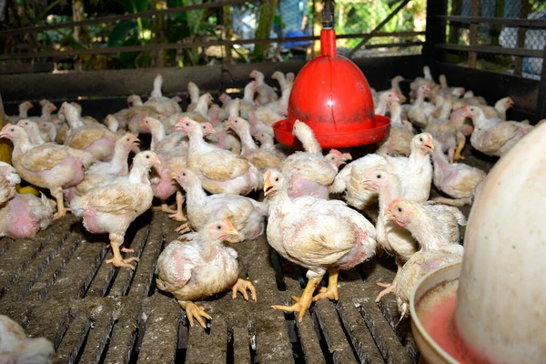 Pollo Granja Avícola Enfoque Selectivo — Foto de Stock