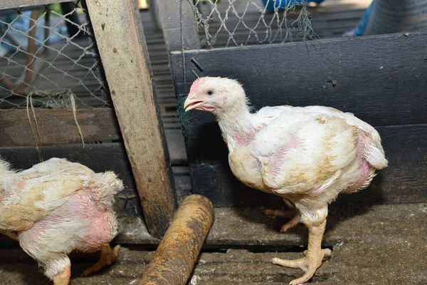 Pollo Granja Avícola Enfoque Selectivo — Foto de Stock