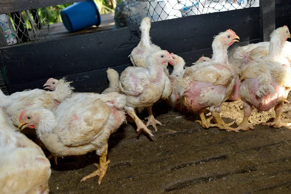 鶏の養鶏場 選択的フォーカス — ストック写真