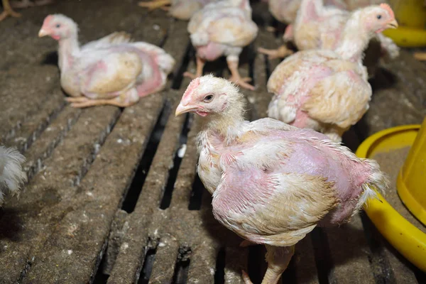 Tavuk Çiftliğinde Tavuk Seçici Odak — Stok fotoğraf