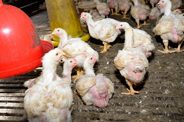 Kuřata Drůbeží Farmě Selektivní Zaměření — Stock fotografie