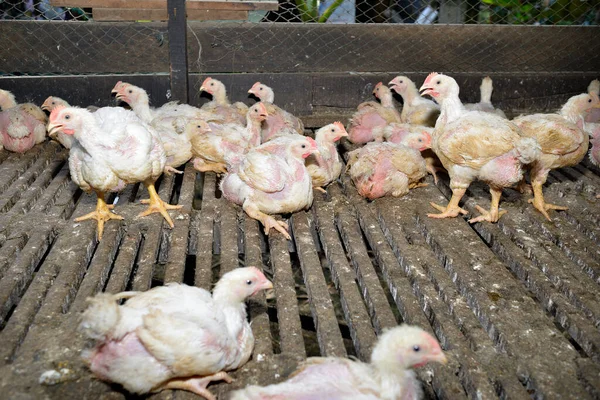 Pollo Granja Avícola Enfoque Selectivo — Foto de Stock