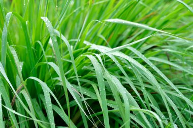 Bahçede çiy damlaları olan taze yeşil çimenler. Çevre Kavramı.