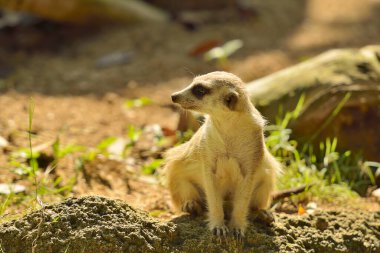 Küçük mirket bir kayanın üzerinde duruyor ve etrafına bakıyor. seçici odak.