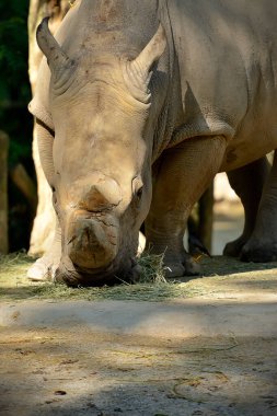 Parktaki beyaz gergedanlara yaklaş.. 
