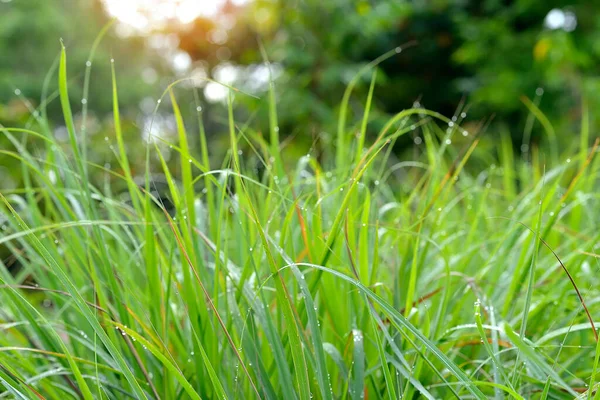 Hierba Verde Fresca Con Gotas Rocío Jardín Concepto Medio Ambiente —  Fotos de Stock