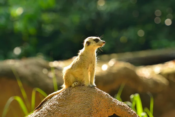Meerkat Kecil Berdiri Atas Batu Dan Melihat Lihat Fokus Selektif — Stok Foto