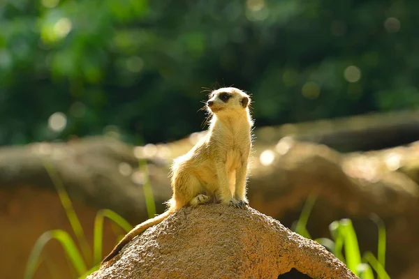 Pequena Meerkat Sobre Uma Rocha Olhando Redor Foco Seletivo — Fotografia de Stock