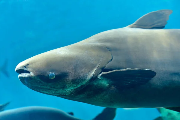 淡水水族館でのメコン巨大なナマズ 選択的フォーカス — ストック写真