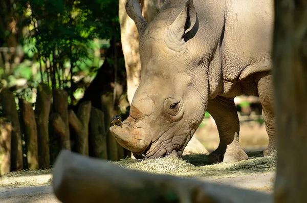 Close Rinocerontes Brancos Parque — Fotografia de Stock