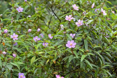 Bahçedeki güzel yabani çiçek, seçici odak.  