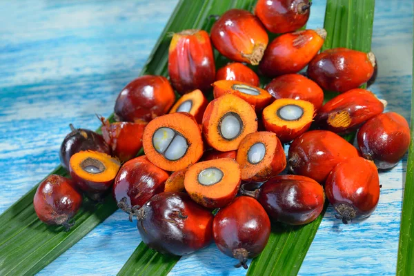 非洲油棕榈 Elaeis Guineensis 油棕榈原产于西非 但其种植于世界许多热带地区 印尼和马来西亚的棕榈油产量约占全球的85 — 图库照片