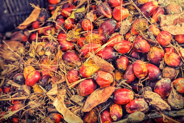 African Oil Palm Elaeis Guineensis Palma Aceitera Origina África Occidental — Foto de Stock