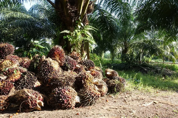 Afrika Yağı Palmiyesi Elaeis Guineensis Petrol Palmiyesi Batı Afrika Dan — Stok fotoğraf