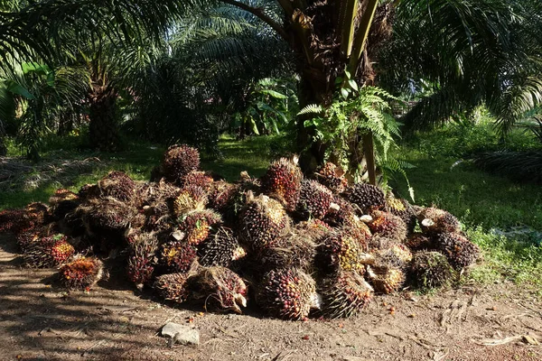 Africká Palma Olejová Elaeis Guineensis Olejová Palma Pochází Západní Afriky — Stock fotografie