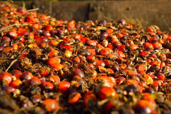 Afrikaanse Oliepalm Elaeis Guineensis Oliepalm Afkomstig Uit West Afrika Maar — Stockfoto