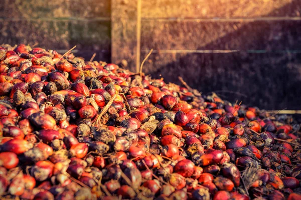 African Oil Palm Elaeis Guineensis Palma Aceitera Origina África Occidental — Foto de Stock