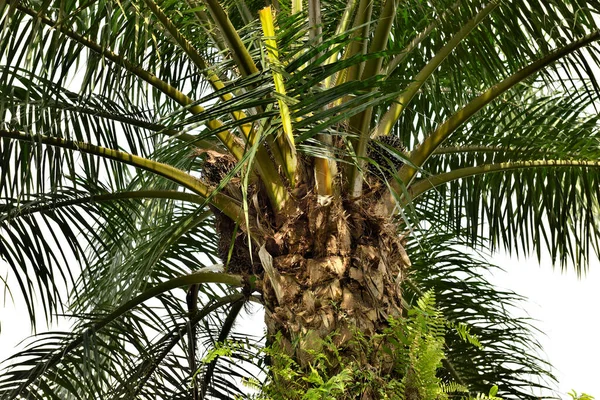 Африканская Нефтяная Пальма Elaeis Guineensis Пальма Растёт Западной Африке Выращивается — стоковое фото