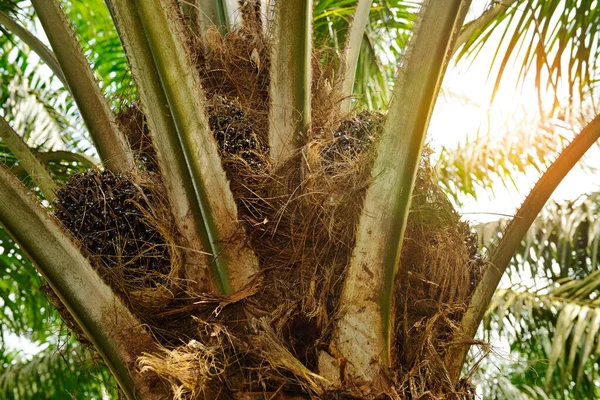 Palma Oleju Afrykańskiego Elaeis Guineensis Palma Olejowa Pochodzi Afryki Zachodniej — Zdjęcie stockowe