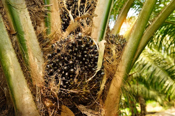 아프리카 Elaeis Guineensis 기름야자 나무는 아프리카 자생하지만 세계의 지역에서 재배됩니다 — 스톡 사진