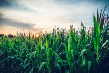 Yeşil mısır mısır alan Plantation tarım yaz sezonu. Manzarası kalan, mavi gökyüzü arka plan günbatımı veya gündoğumu. Güneşe görüntülemek.