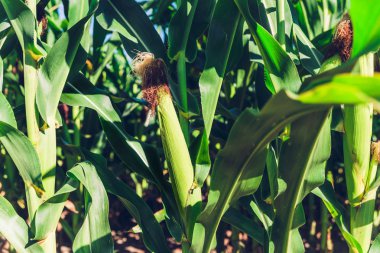Mısır alanları sırasında günbatımı, güzel günbatımı veya gündoğumu, ışınları Mısır alanları üzerinden geçmek. Hasat, Mısır gevreği.