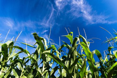 Mısır alanları sırasında günbatımı, güzel günbatımı veya gündoğumu, ışınları Mısır alanları üzerinden geçmek. Hasat, Mısır gevreği.