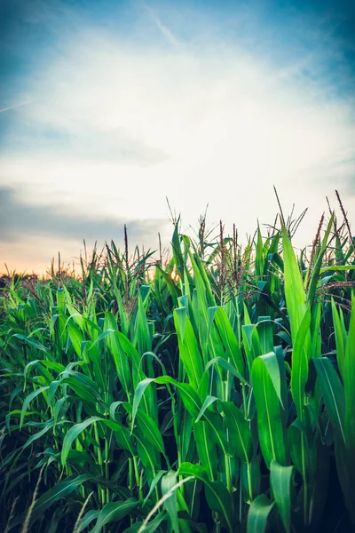 Corn fields during sunset, beautiful sunset or sunrise, rays pass through corn fields. Harvest, corn flakes.