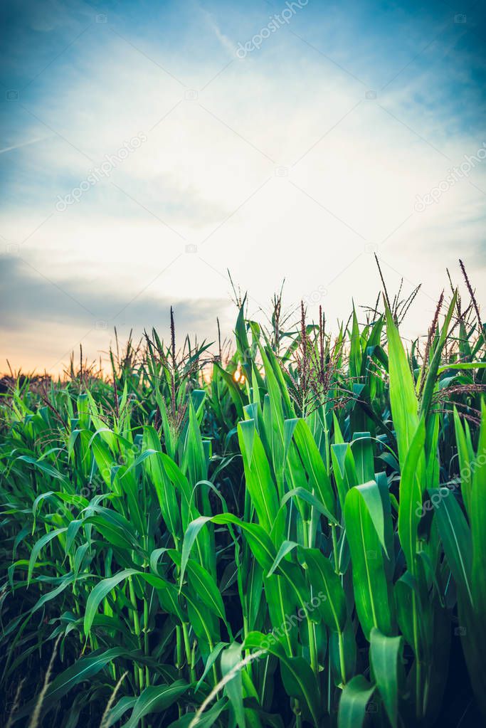 Corn fields during sunset, beautiful sunset or sunrise, rays pass through corn fields. Harvest, corn flakes.