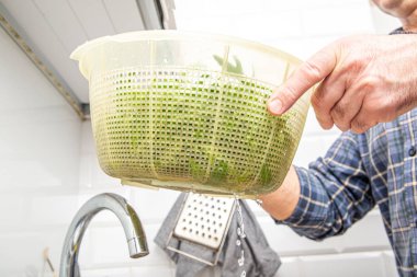 Washing greens under running water. The concept of cleaning plants from dirt, washing arugula. The man cleans the lettuce before serving to the salad.
